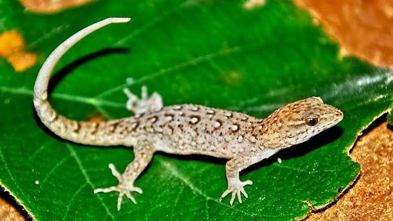 A cabeça e a boca dessa espécie de lagarto aumentaram em apenas 15 anos no Brasil