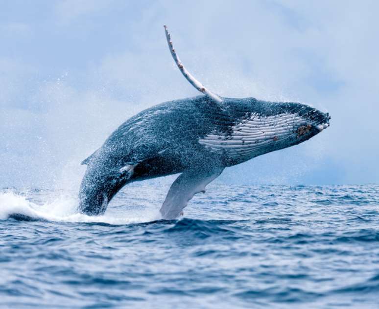 Baleia jubarte pode atingir o peso de 30.000 kg 