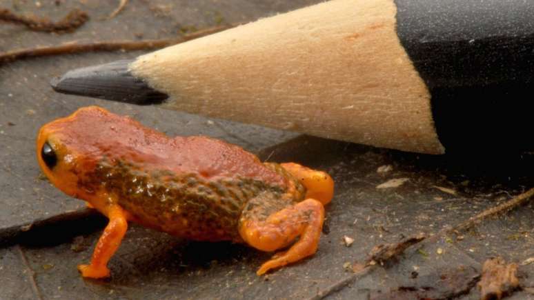 'Brachycephalus coloratus', um dos menores sapos do mundo, mede de 10 a 12 mm e tem coloração laranja 