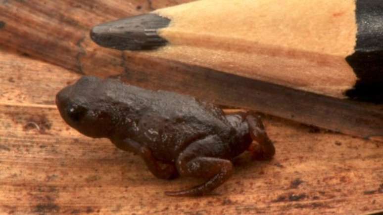 'Brachycephalus curupira', marrom, também foi descoberto nas montanhas da Serra do Mar do Paraná 