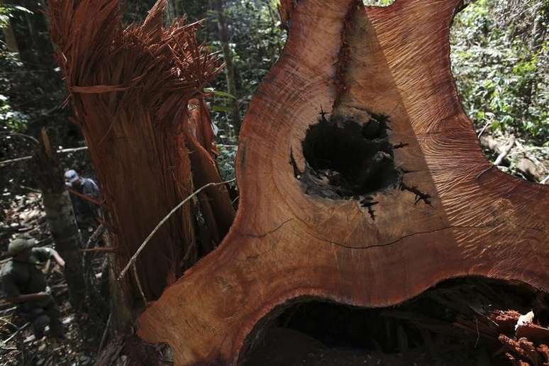 Árvore derrubada ilegalmente na Floresta Nacional do Jamanxim, no Pará, em 21/6/2013