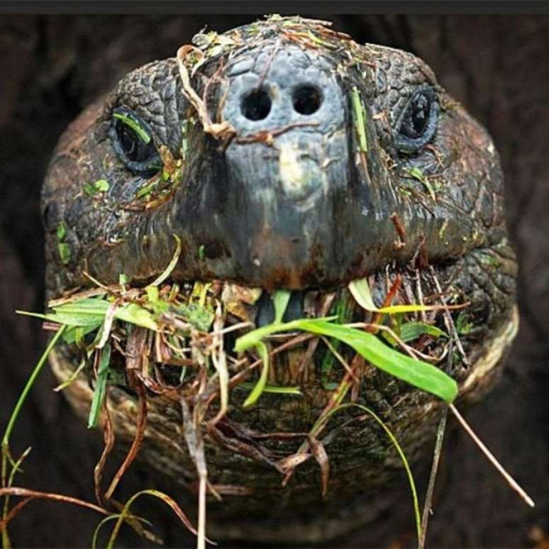 Cientistas querem monitorar os passos das tartarugas gigantes de Galápagos 