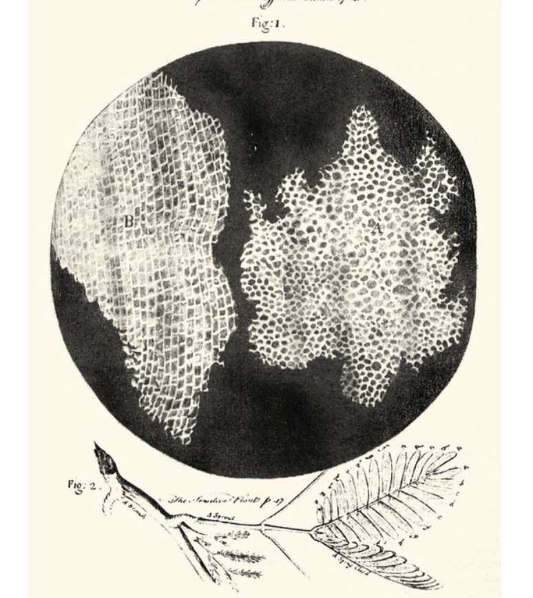 Vista ampliada de duas seções diferentes de poros de cortiça, a que Hooke chamou de células. 
