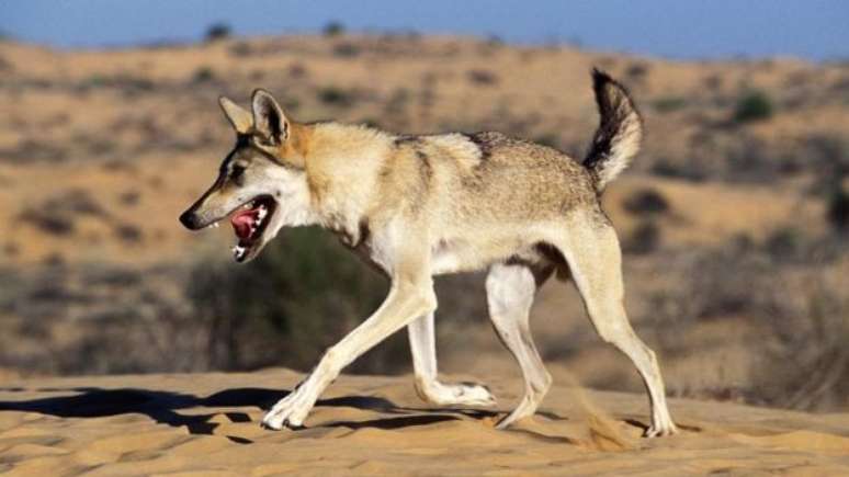 Lobos (Canis lupus) também rolam sobre coisas fedidas