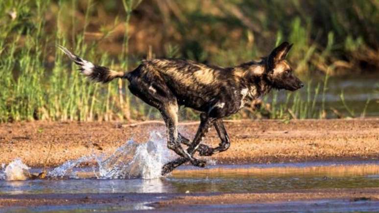 Um cachorro africano selvagem (Lycaon pictus)