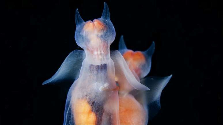 A lesma-marinha é parente do búzio, mas perdeu a concha ao longo do processo evolutivo 