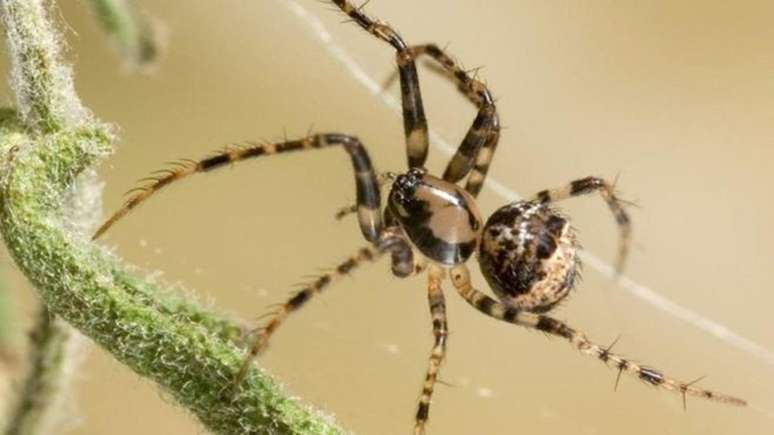 A aranha pirata (Ero sp.) na teia de outra aranha