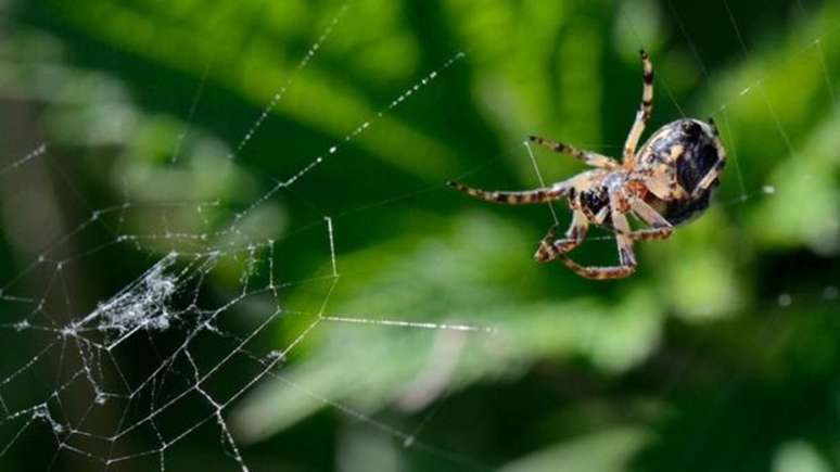 Uma aranha-peluda (Larioniodes cornutus) em sua teia