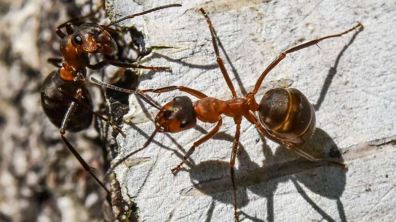 Formiga de fogo