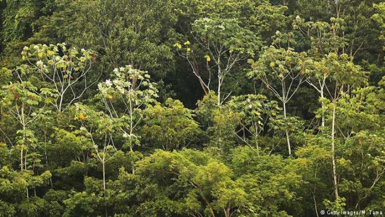 Amazônia leva umidade para toda a América do Sul, influencia regime de chuvas na região, contribui para estabilizar o clima global e ainda tem a maior biodiversidade do planeta.