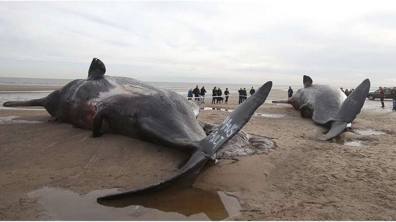 Ao contrário da pichação na barbatana de uma das baleias, que culpa humanos, cientistas acreditam que tempestade solar 'matou' as baleias 
