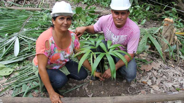 Plantio de muda de açaí durante oficina de manejo de açaizais nativos. 