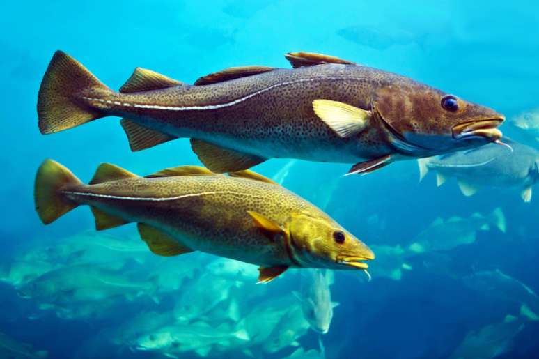 Este é um dos Gadus morhua que vira bacalhau