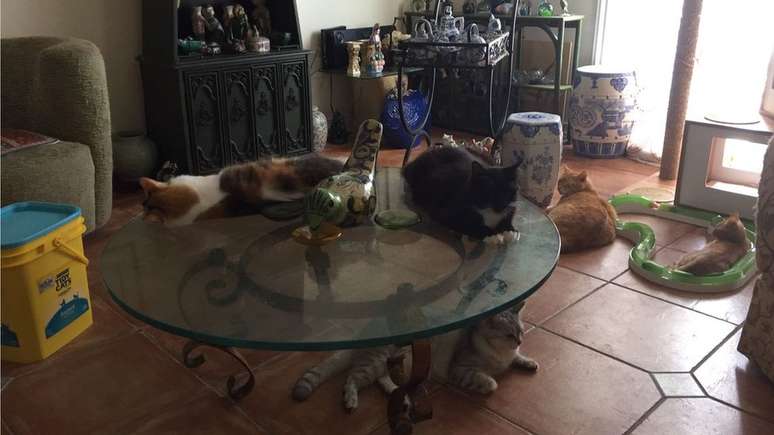 Alguns dos gatos que Suely abrigou em casa durante passagem do Irma 