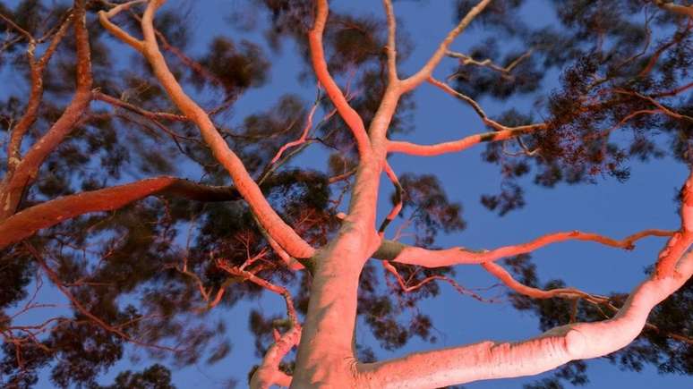 'As árvores são poemas que a Terra escreve no céu', escreveu o poeta americano-libanês Kahlil Gibran. (Crédito: Peter Adams Photography Ltd/Alamy) 