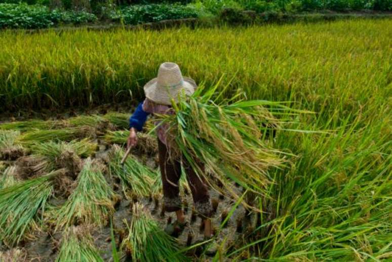 A agricultura era a principal atividade das crian&ccedil;as trabalhadoras de 5 a 13 anos, concentrando 47,6% delas. 