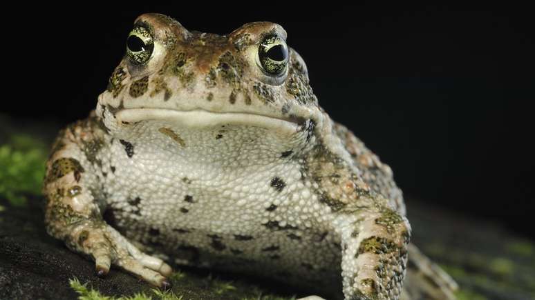 Há estudos que indicam que sapos percebem alteração na água. Foto: Science Photo Library 