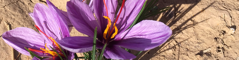 Açafrão é extraído da flor Crocus sativus | Crédito: Rumi Spice 