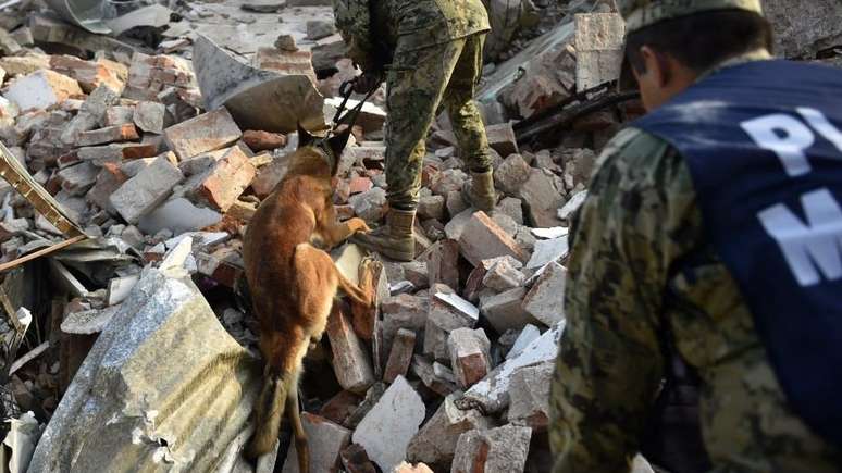 Animais precisam enfrentar condições adversas 