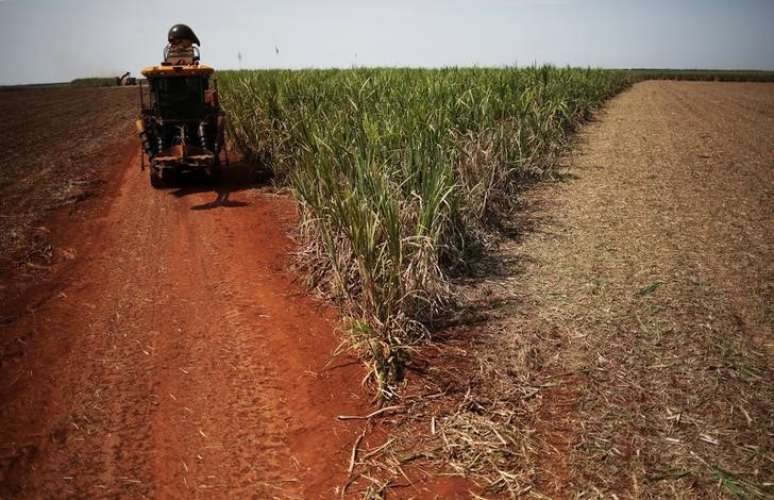 Colheita de cana-de-açúcar em canavial em Ribeirão Preto, no Estado de São Paulo, Brasil
15/09/2016
REUTERS/Nacho Doce