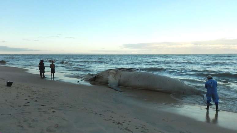 Com 95 mortes, número de baleias encalhadas na costa brasileira bate recorde em 2017 | Foto: Instituto Baleia Jubarte 
