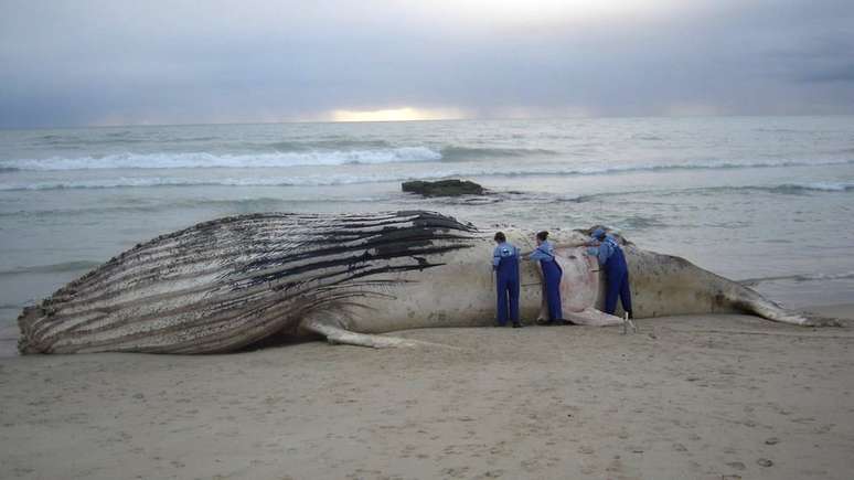 Lixo e redes de pesca são apontados como algumas das causas das mortes de baleias no litoral brasileiro | Foto: Instituto Baleia Jubarte 