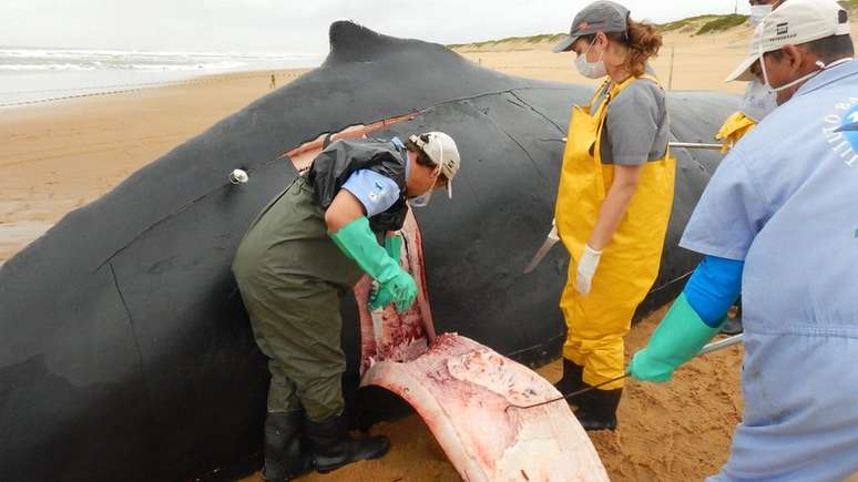 Especialistas dizem que número de baleias mortas devem subir ainda mais até o fim do ano | Foto: Instituto Baleia Jubarte 