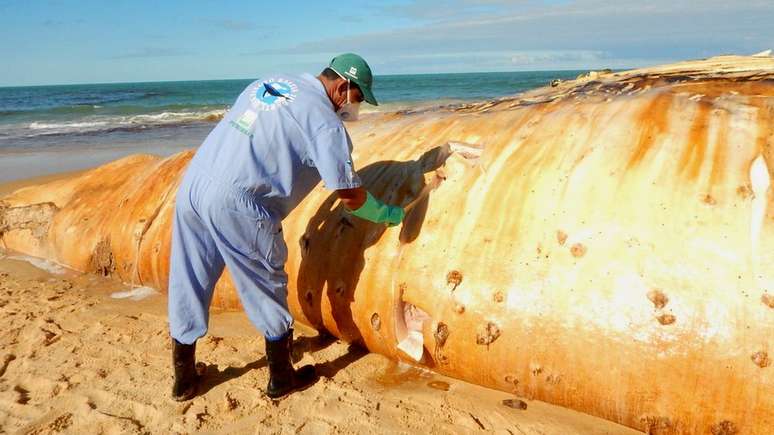 Veterinário disse que banhistas não devem tentar salvar baleias por conta própria, mas apenas mantê-las úmidas | Foto: Instituto Baleia Jubarte 