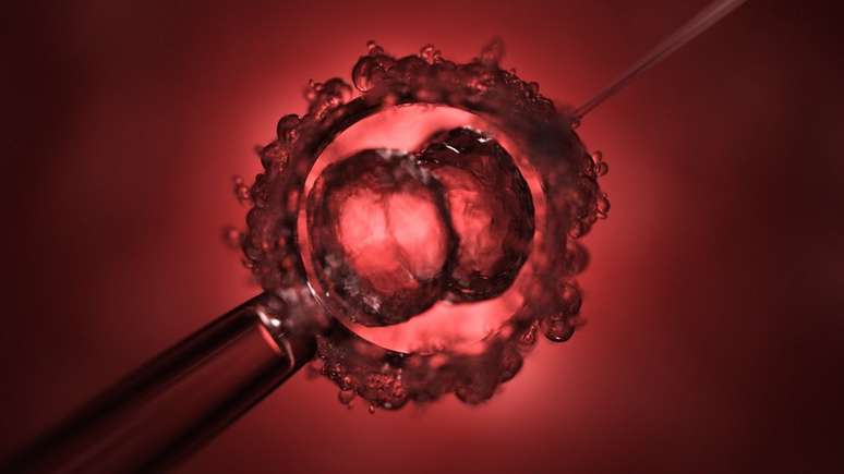 Embrião usado em experiência foi criado artificialmente 