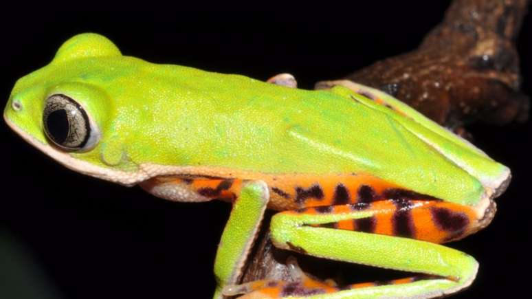 Pithecopus araguaius foi identificada no Mato Grosso por pesquisa de campo que começou em 2010 (Foto: Divulgação) 