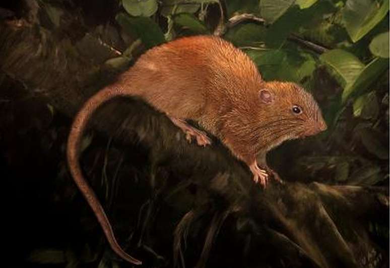 Ratazana