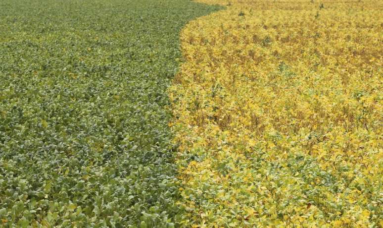 Plantação de soja em Primavera do Leste, no Estado de Mato Grosso, Brasil
07/02/2013
REUTERS/Paulo Whitaker