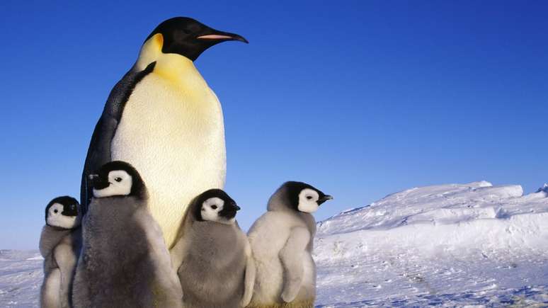 Pinguins em uma paisagem de gelo