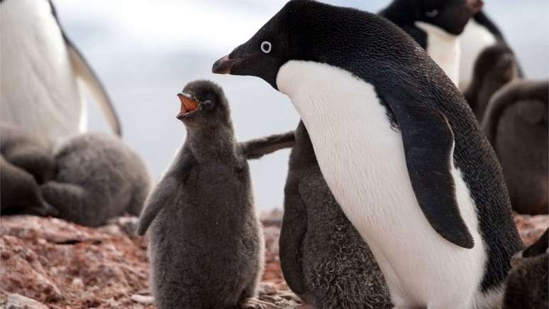 pinguins