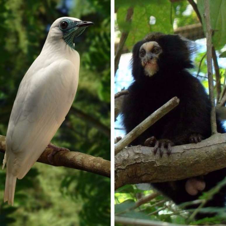 Araponga e macaco da esp&eacute;cie Callithrix