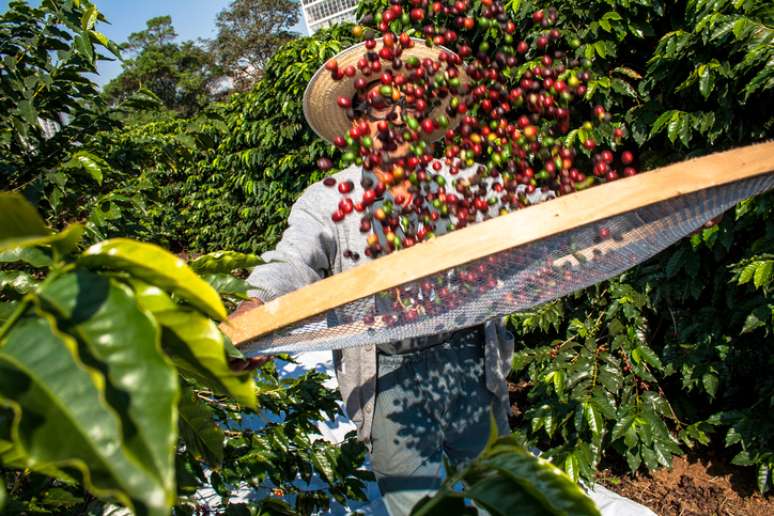 Homem colhe café no Instituto Biológico, a mais antiga plantação de café urbano do Brasil, localizada na Vila Mariana, bairro da região sul da cidade de São Paulo