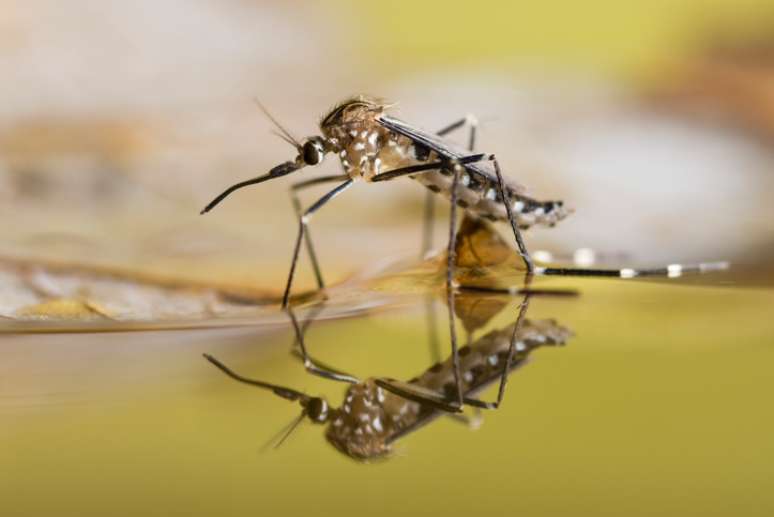 Os mosquitos têm 47 dentes. 