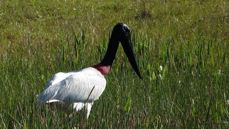 Pesquisadores defendem regras mais específicas na Lei do Pantanal | Foto: Luciano Muta 