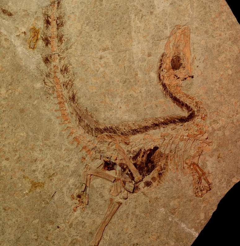 Pigmenta&ccedil;&atilde;o das penas ficou preservada pela fossiliza&ccedil;&atilde;o 