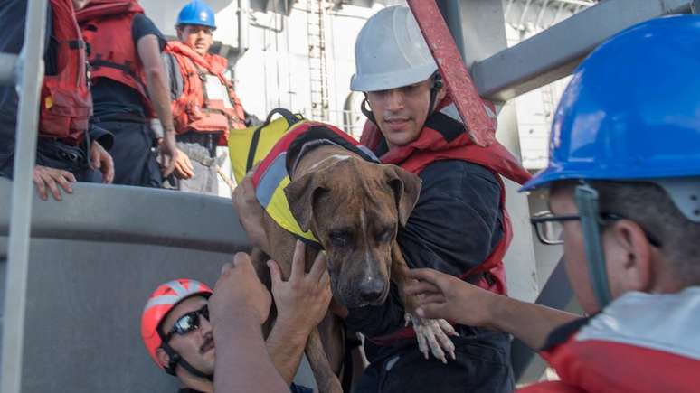 Mulheres e seus cachorros começaram a viagem do Havaí para Taiti em maio 