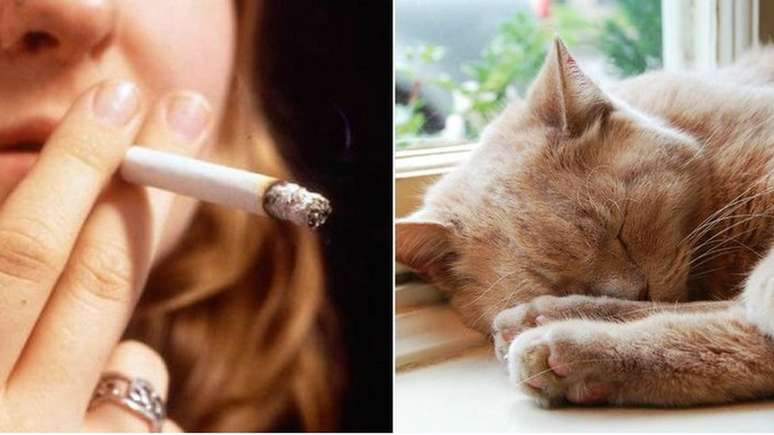 Mesmo sem viver em casas de fumantes, gatos podem estar expostos ao fumo passivo por causa de seus hábitos