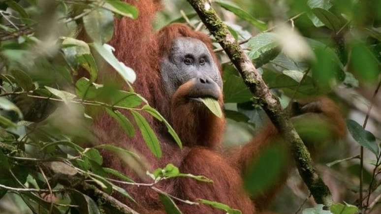 O orangotango Tapanuli no meio da floresta