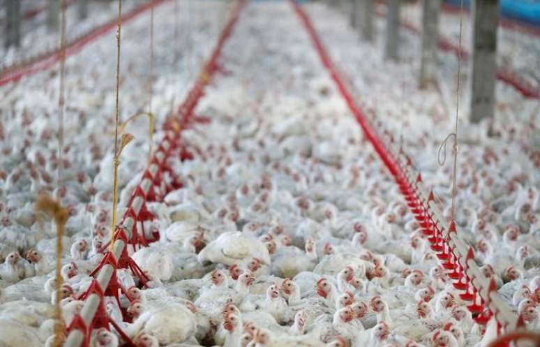 Frango em granja na cidade de Lapa, no Estado do Paraná, Brasil
31/05/2016
REUTERS/Rodolfo Buhrer