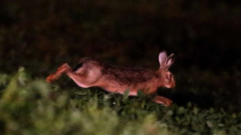 Lebr&atilde;o europeu