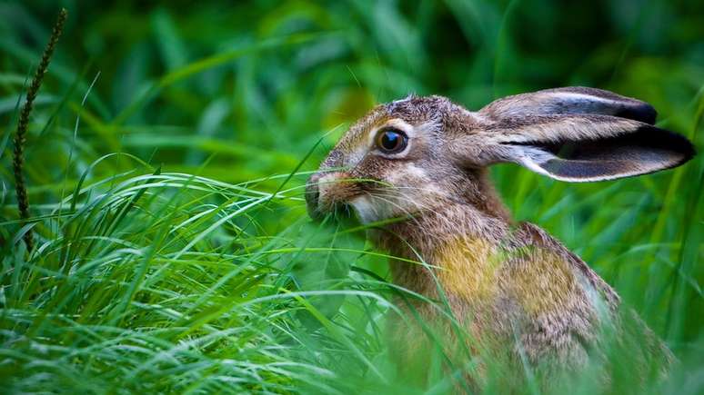 Lebr&atilde;o europeu