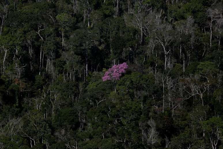 Região de floresta amazônica em Apuí, Brasil 
27/7/2017 REUTERS/Bruno Kelly   