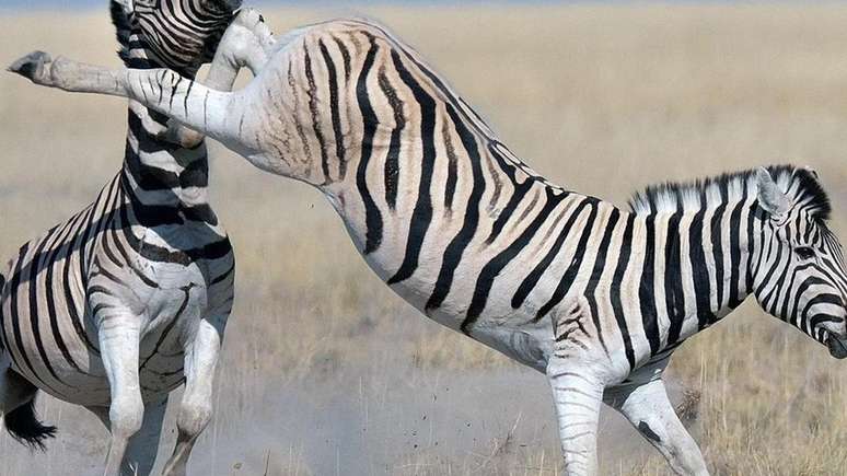 Zebra dando coice