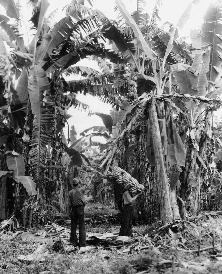 Plantação de banana na Guatemala nos anos 1950: exportação aos EUA avançou com navios refrigerados