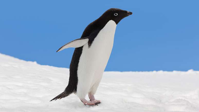 Superfície lisa do corpo do pinguim-de-adélia também inspirou o engenheiro