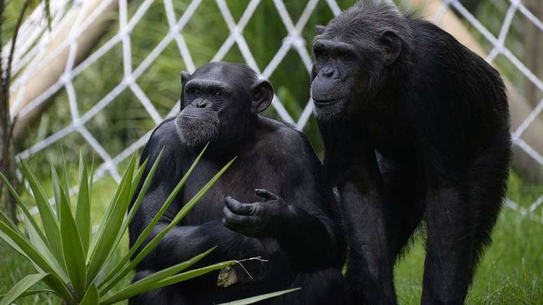 Os pol&iacute;ticos velhos buscam sucessores entre os jovens. O obejtivo &eacute; manter a esfera de poder, ainda que n&atilde;o esteja mais oficialmente numa posi&ccedil;&atilde;o de lideran&ccedil;a